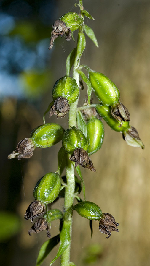 Chiave per orchidee sfiorite